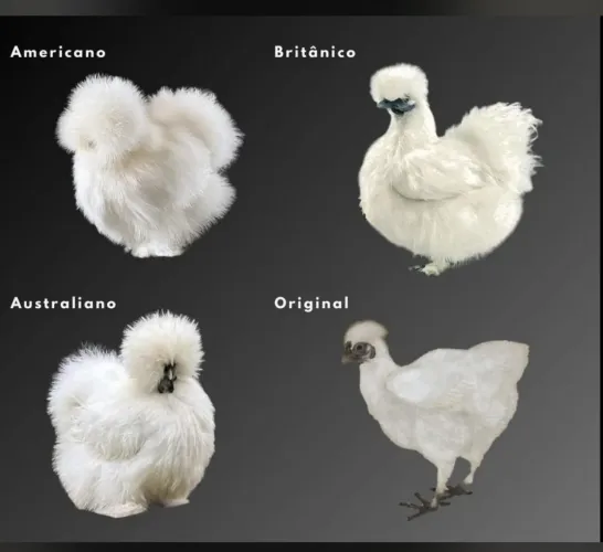 Galinhas ou frangas sedosas do japao