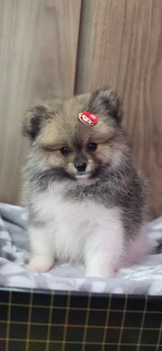Lulu da pomerania Anão machinho
