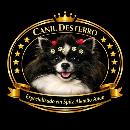Spitz Alemão Anão (Fêmea)