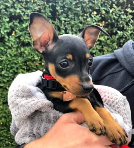 Cachorro filhote Pinscher/Pincher brincalhão com saúde e garantia contrato