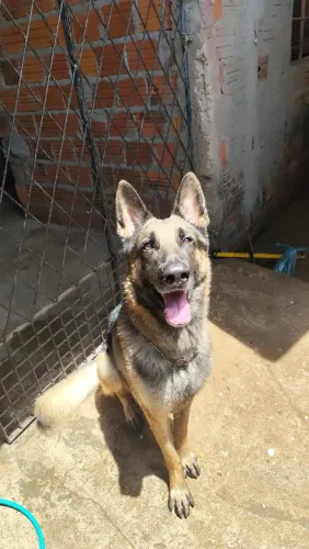 Estou doando cachorro 