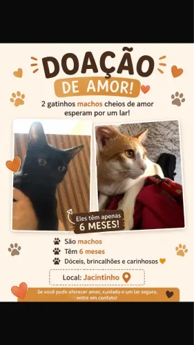 Gatos
