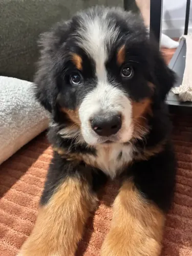 Filhote de Bernese mountain o gigante carinhoso que cresce cercado de amor