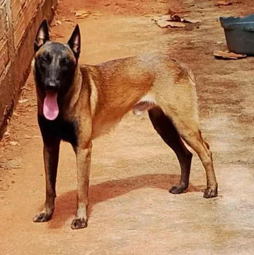 Vendo filhote de belga malinois, são lindos e entrego vacinado e vermifgdo, parclo no cart