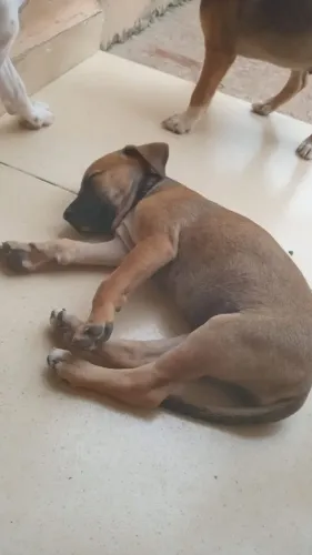 Doação cachorrinha dócil 3 meses