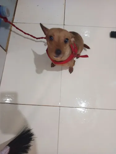 Doando um cachorro piche macho 