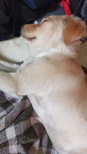 Estou doando um cachorro de raça misturada filhote
