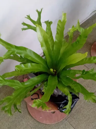 Planta asplenio mão de Deus.