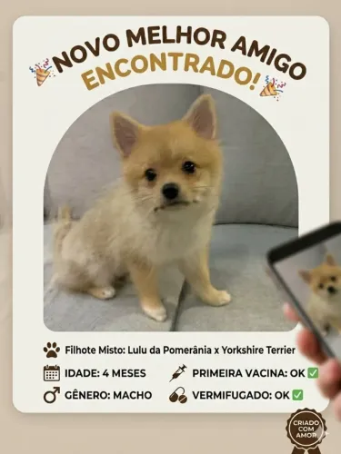 Lindo filhote