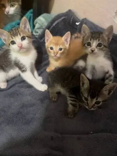 Gatinhos para adoção