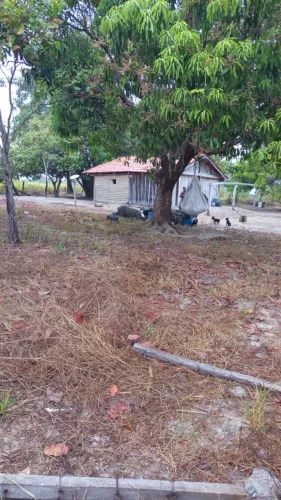 Fazenda Pedro Afonso TO