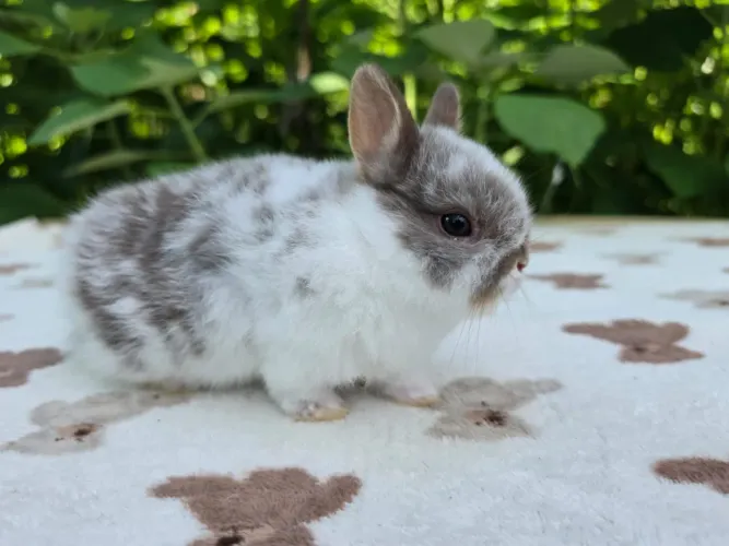 Mini Coelhos ( Netherland Dwarf Anão )