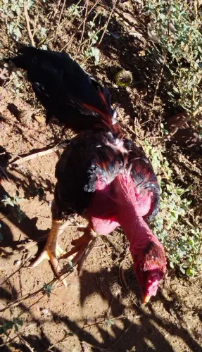 Galo Índio Polaco