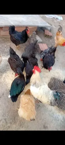 Galinhas