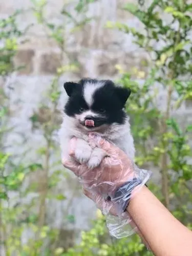 Spitz alemão anão - Qualidade que Você Percebe Desde o Primeiro Contato