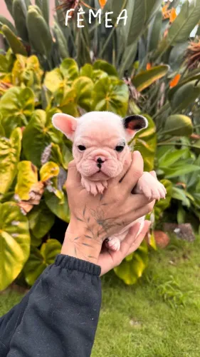 Filhotes Bulldog Francês