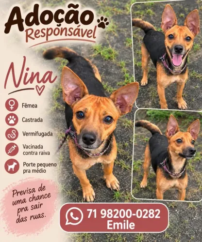 CACHORRINHA CASTRADA DISPONÍVEL PARA ADOÇÃO RESPONSÁVEL