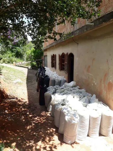 Silagem de capiaçu