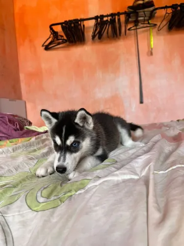 Vendo Husk siberiano 
