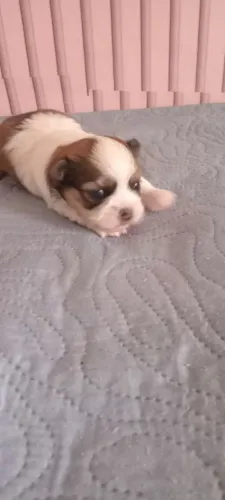Shitzu