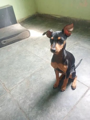 Vende se um Pincher. 450 reais