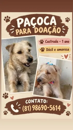 Cadela 