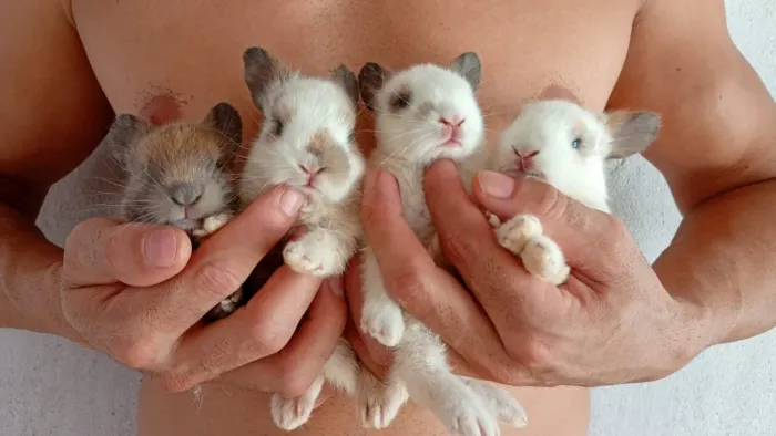 Lindos filhotes de coelhos