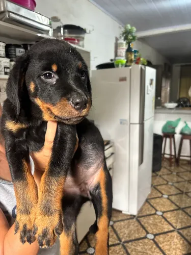 Filhote Femea de Rotweiller