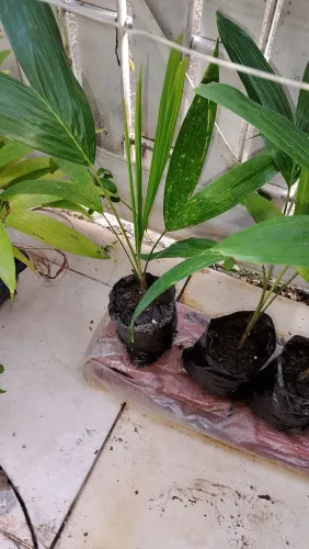 Palmeira para jardins 