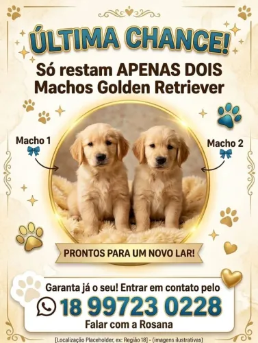 Golden Retriever filhotes