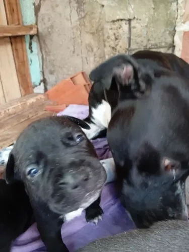 Filhotes de pitbul a venda 