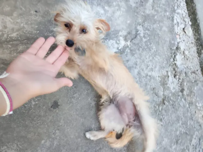 Doa-se cachorro pequeno