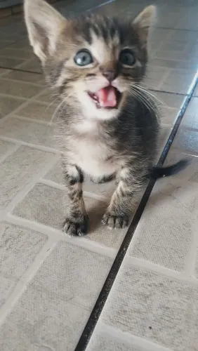 Doação de gatinhos 