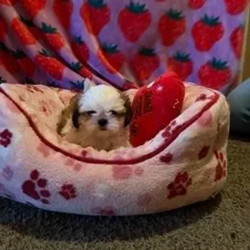 Shih Tzu,Shih Tzu Filhote Disponível Alta Qualidade