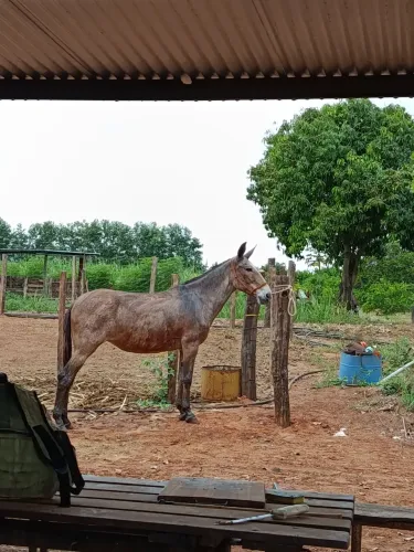 Mula domada