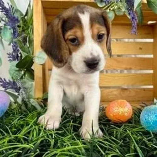 Beagle,Beagle Filhote Estrutura Perfeita Disponível