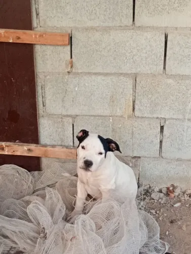 Pitbull fêmea