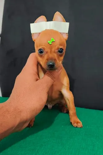 Bebes Pinscher disponíveis