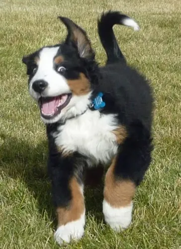Bernese Mountain Amor que permanece sincero