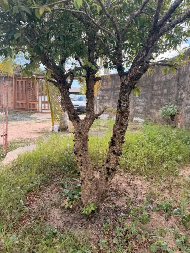 Vendo jabuticabeira