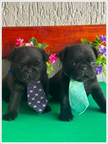 Pug Preto e Abricó. Com Pedigree.