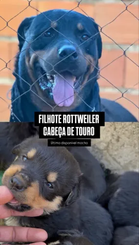 FILHOTE DE ROTTWEILER CABEÇA DE TOURO