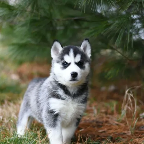 Filhote de Husky Siberiano como caçadores