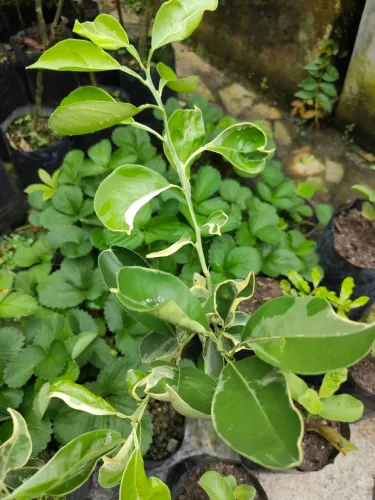 Mudas de Laranja Melancia Enxertada