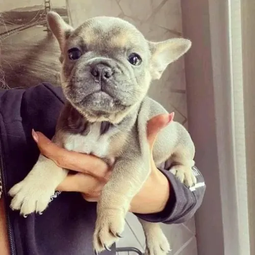 Bulldog Francês: pequeno no tamanho, grande no coração