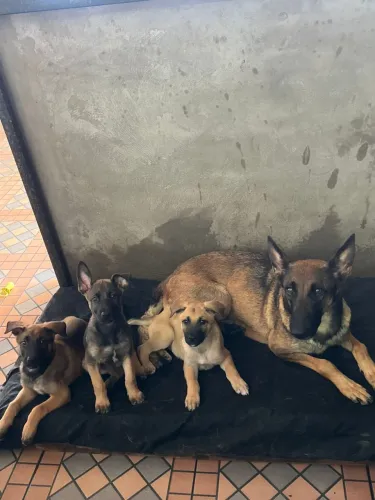 Filhote pastor alemão belga malinois