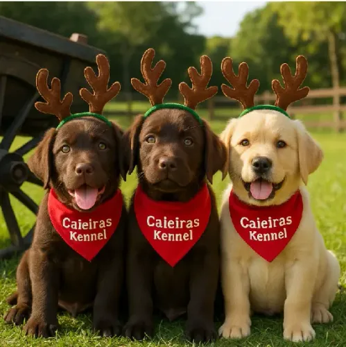 Labrador Filhotes Originais - Saúde e Qualidade Garantidaa