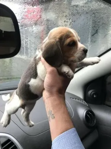 Beagle- Machinho tricolor com 49 dias com predigree- Dani