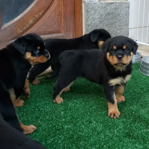 Filhotes Rottweiler puros sem cão até da mais perde a graça 
