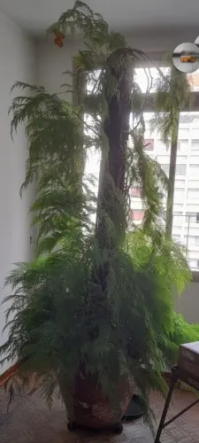 Renda Portuguesa  RARIDADEplantada em vaso há 45 anos